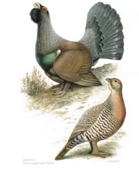 48e18a66a77d386fa29dd05d08de312b--grouse-bird-prints 48e18a66a77d386fa29dd05d08de312b--grouse-bird-prints