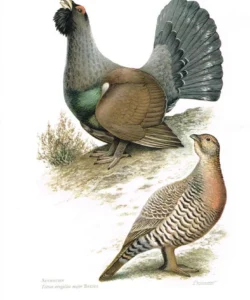 48e18a66a77d386fa29dd05d08de312b--grouse-bird-prints 48e18a66a77d386fa29dd05d08de312b--grouse-bird-prints